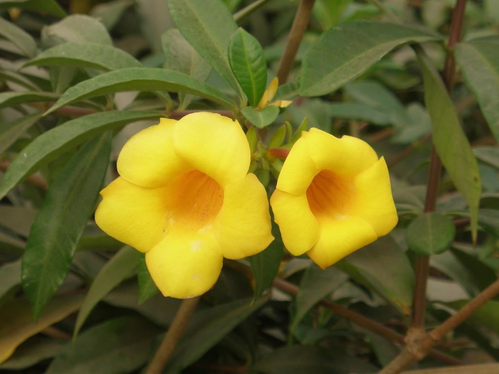 Kafountine Kansala Ta Toto מראה חיצוני תמונה